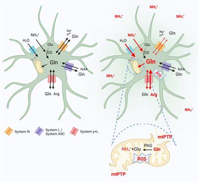 Dysregulation of Astrocytic Glutamine Transport in Acute Hyperammonemic Brain Edema